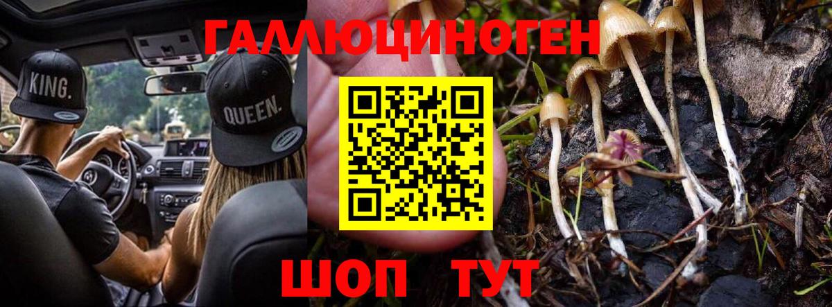 Псилоцибиновые грибы Cubensis Губаха